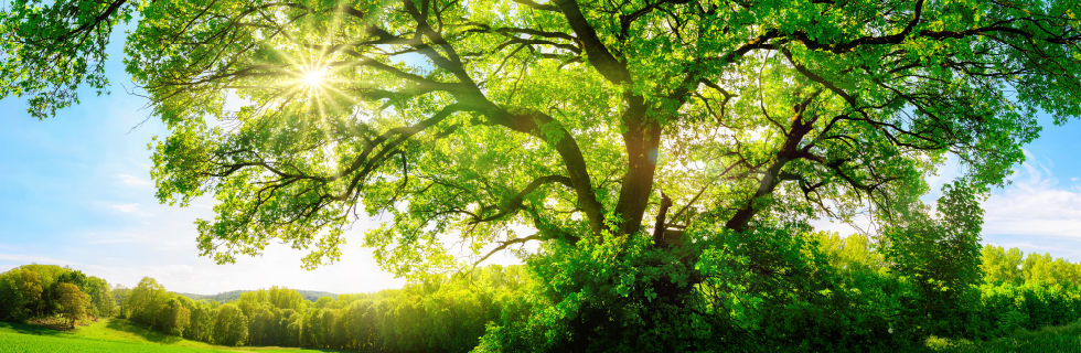 永續發展(英文頁面)